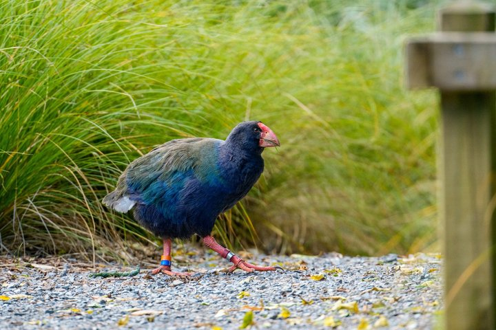Zealandia by Day: Small group native forest and wildlife tour - Photo 1 of 15